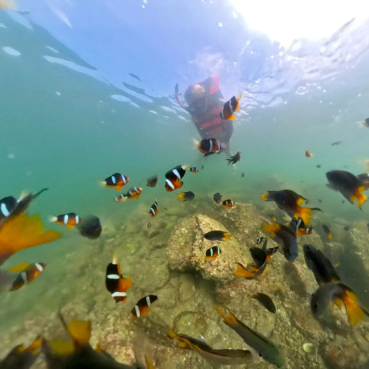 Hong Kong NEMO Clownfish Storm Snorkelling Experience