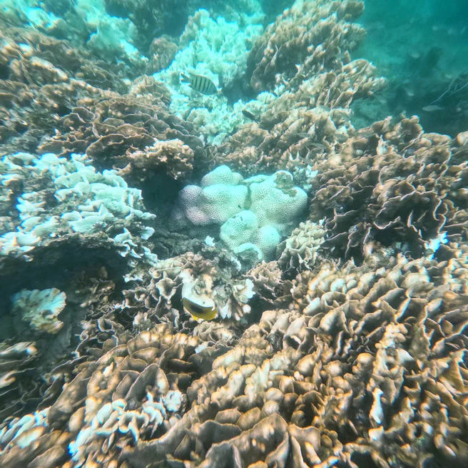 Underwater coral reef scene with branching and brain-like corals in shades of brown, beige, and white, with turquoise water around them.  Hong Kong guided snorkelling experience at Sharp Island