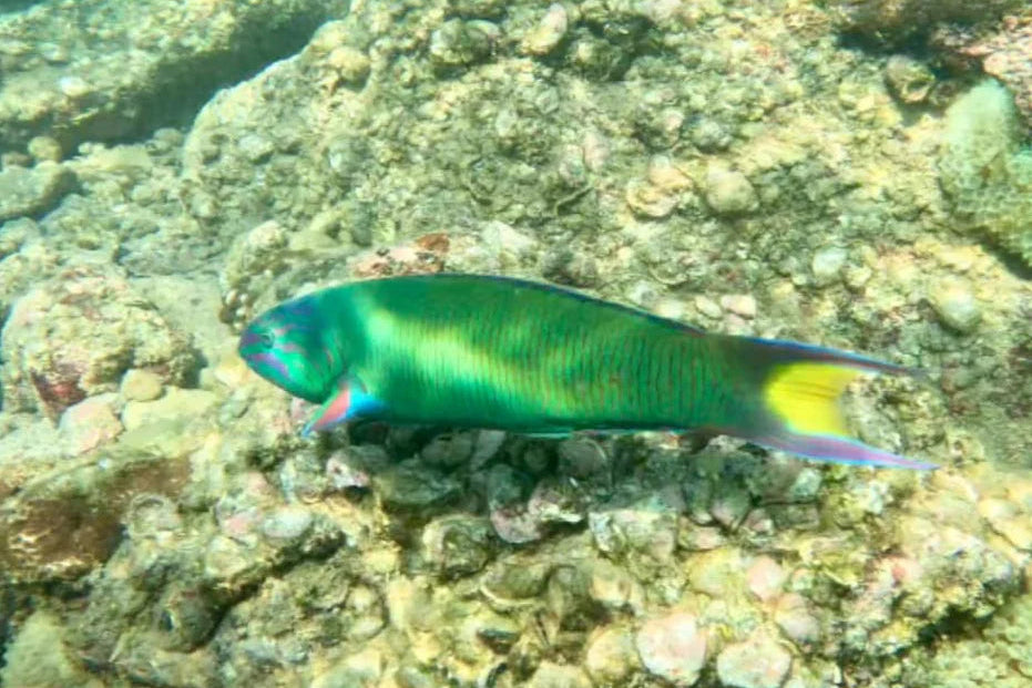 Finding NEMO in Hong Kong, while a live tropical fish, likely a Parupparia species, swimming over a rocky coral reef underwater. The fish displays a vibrant green body with a bright yellow tail fin and a blue-purple head. Guided Snorkelling Experience