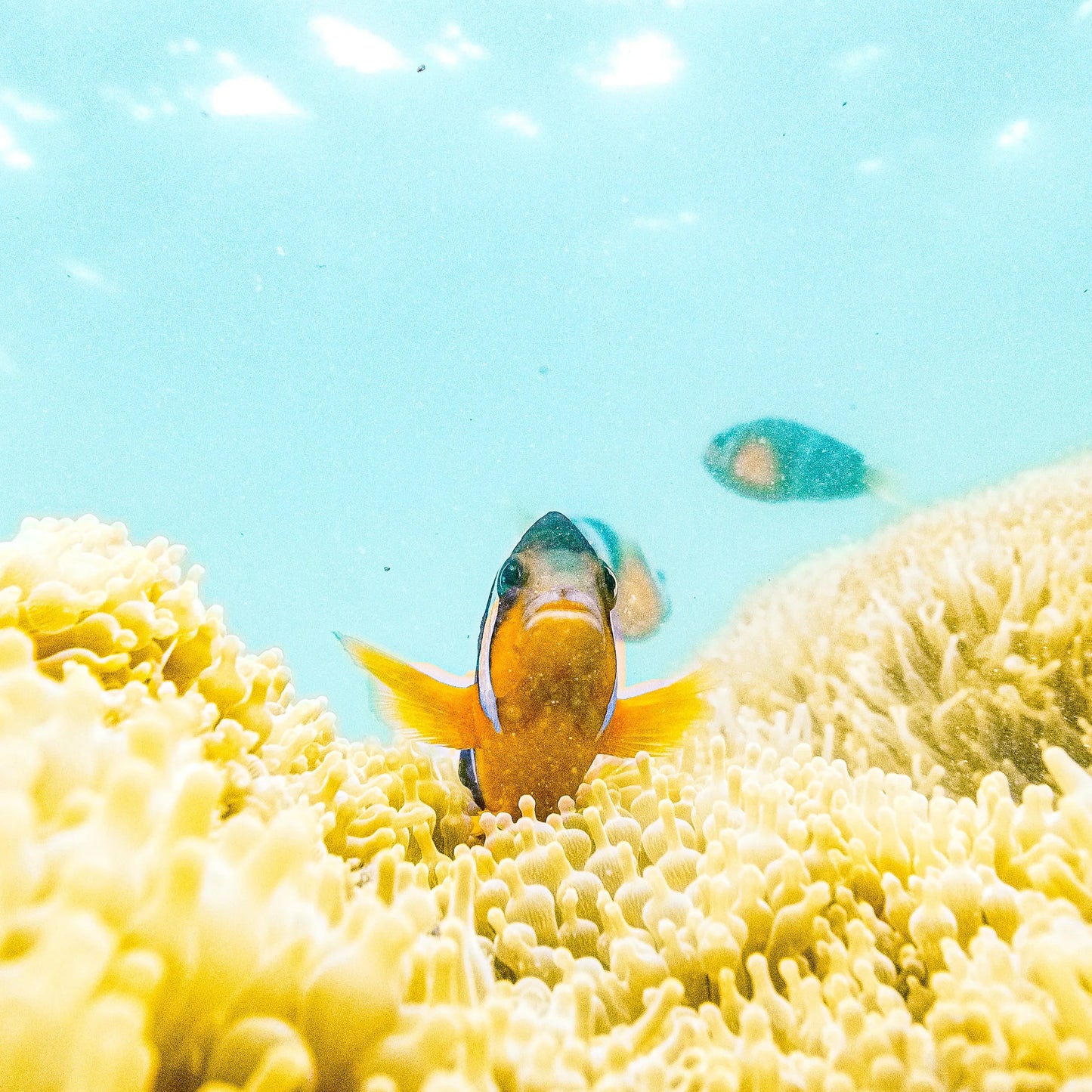 Hong Kong Hidden Beach Snorkelling and Island Hopping Yacht Tour (6hrs)