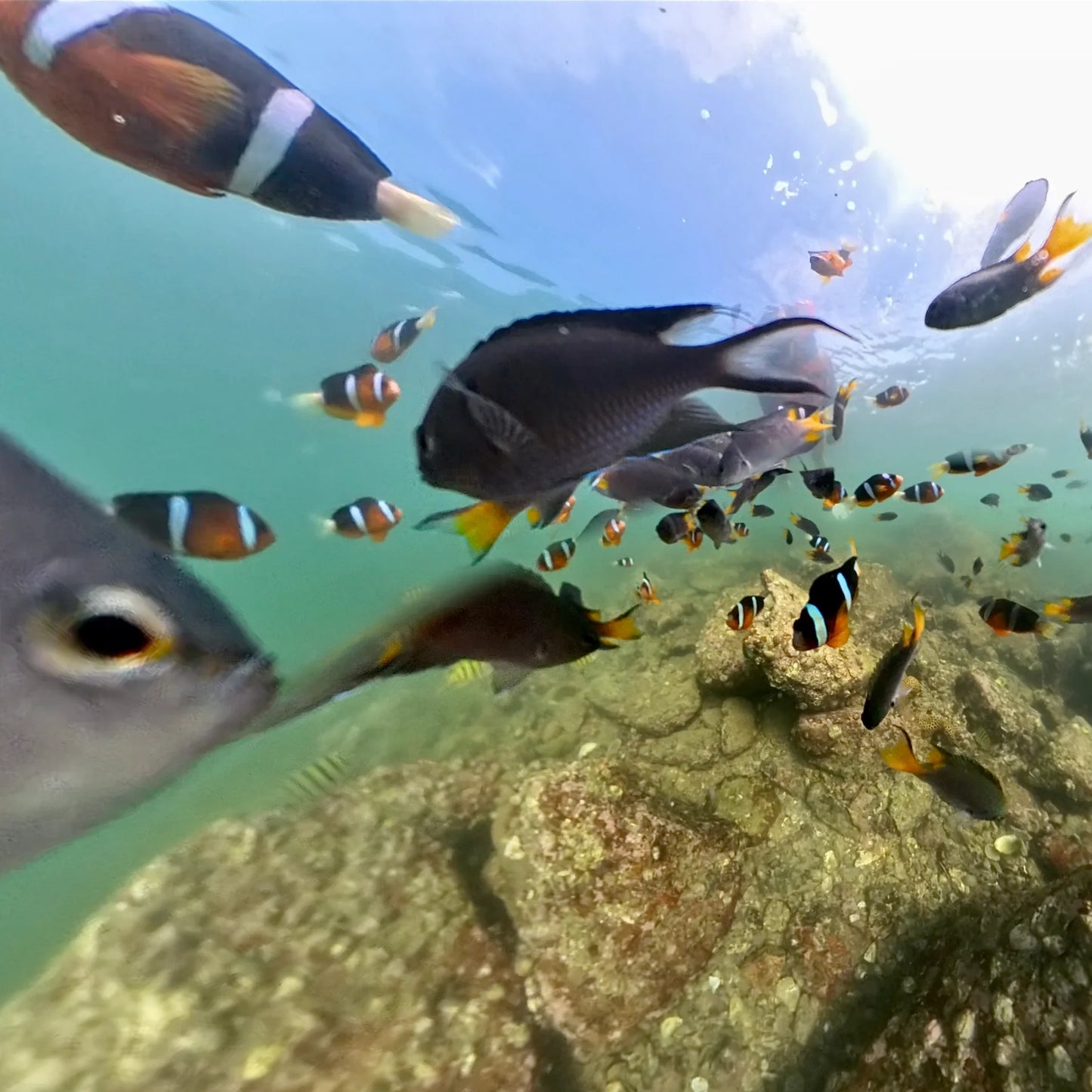 Hong Kong NEMO Clownfish Storm Snorkelling Experience