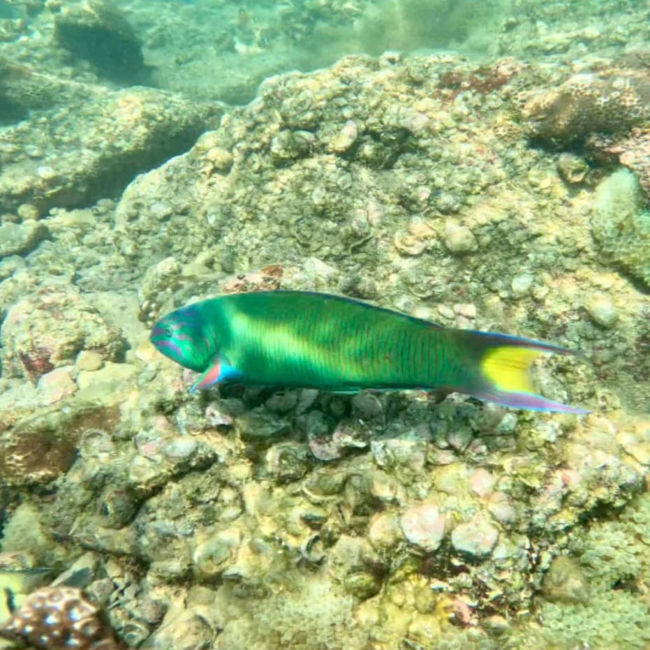 Hong Kong NEMO Clownfish Storm Snorkelling Experience