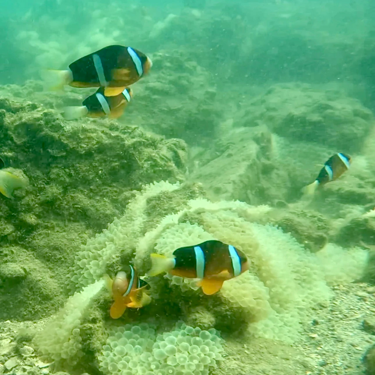 Hong Kong NEMO Clownfish Storm Snorkelling Experience