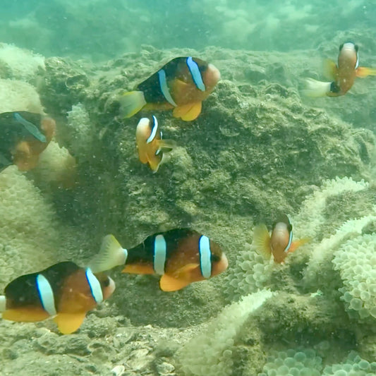 Hong Kong NEMO Clownfish Storm Snorkelling Experience