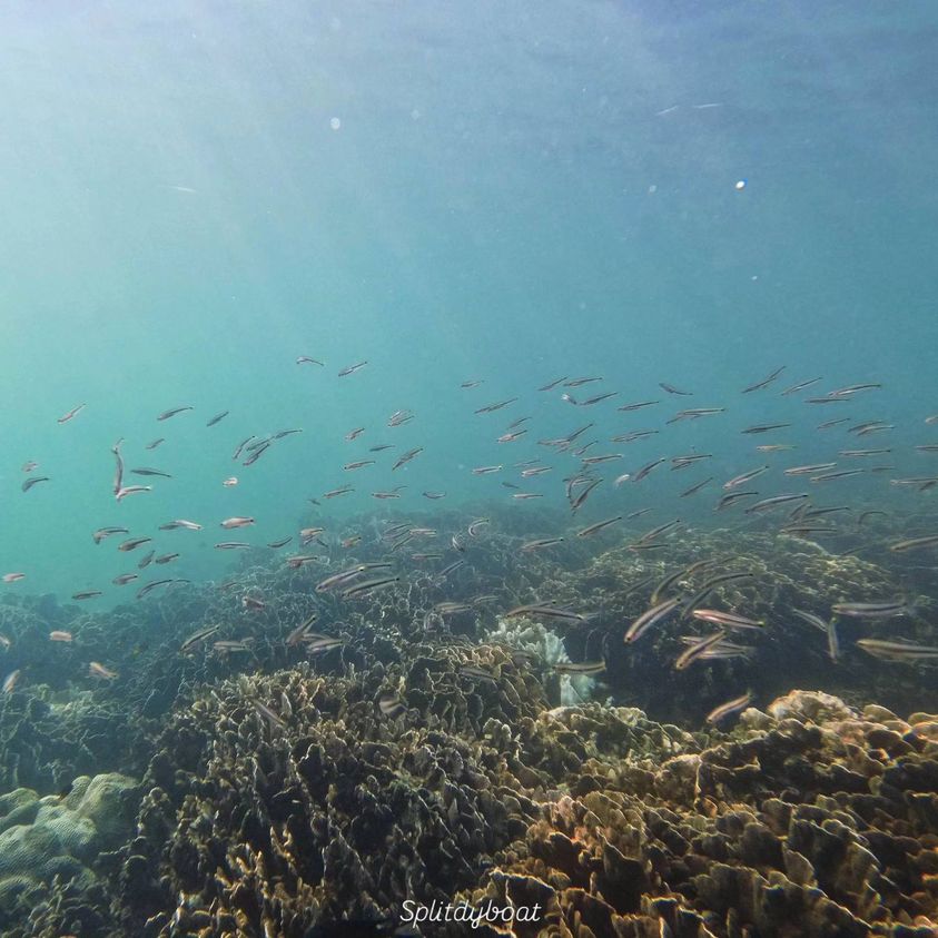 Hong Kong Sharp Island West Guided Snorkelling Experience