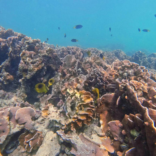 Hong Kong Sharp Island West Guided Snorkelling Experience