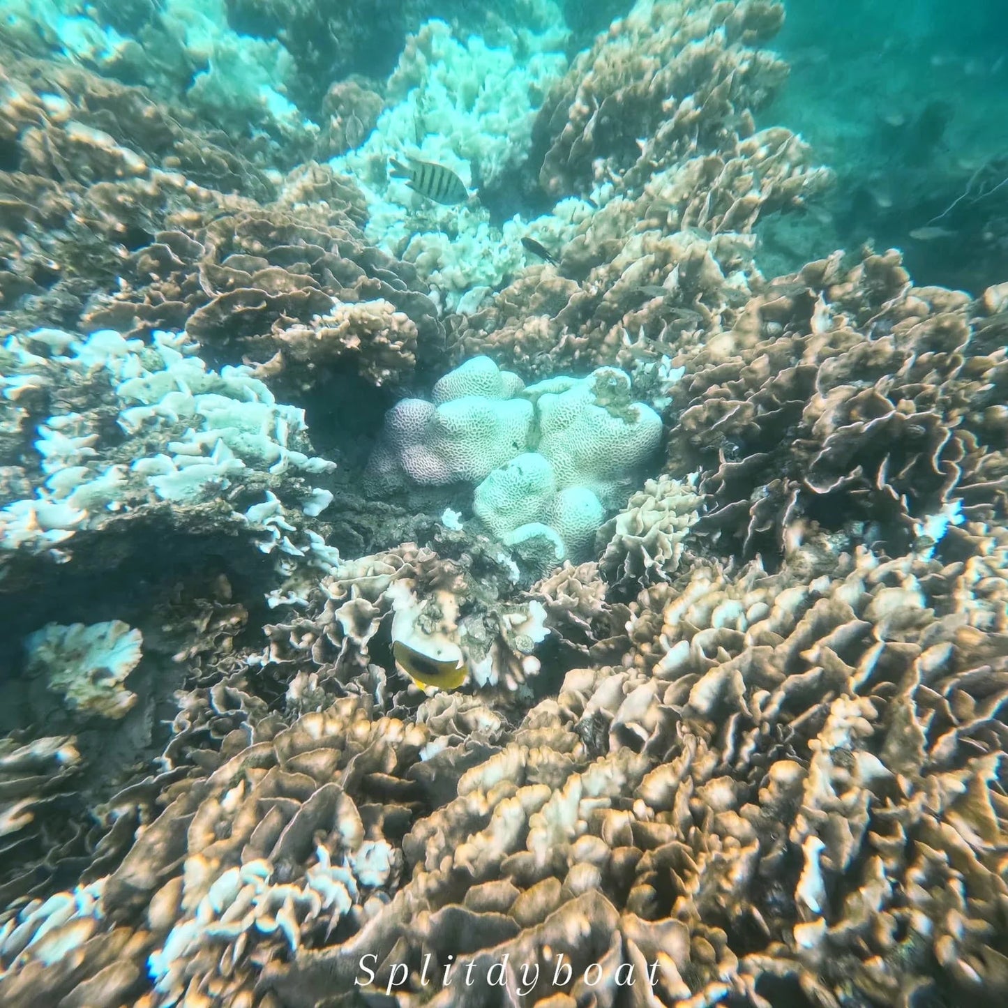 Hong Kong Sharp Island West Guided Snorkelling Experience
